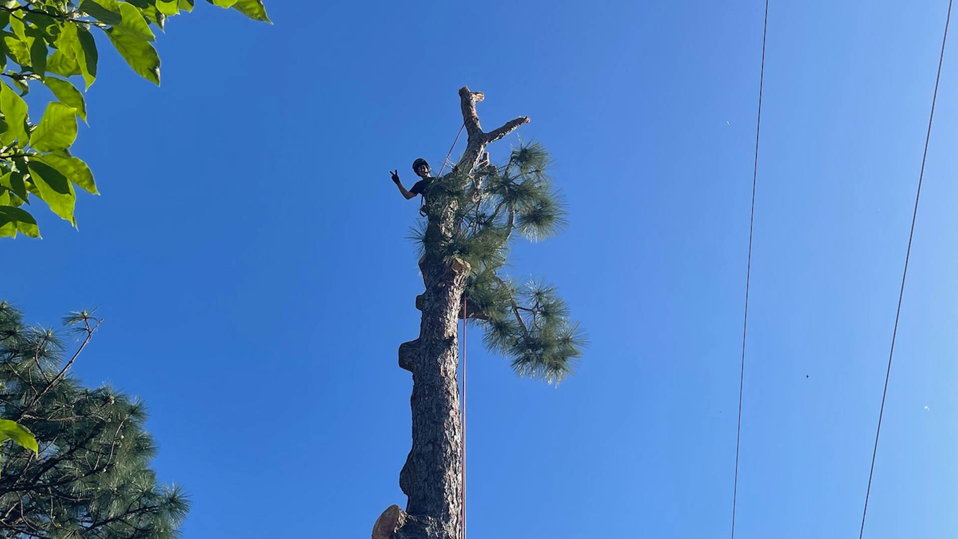 man harnassed on top of tall tree milton fl