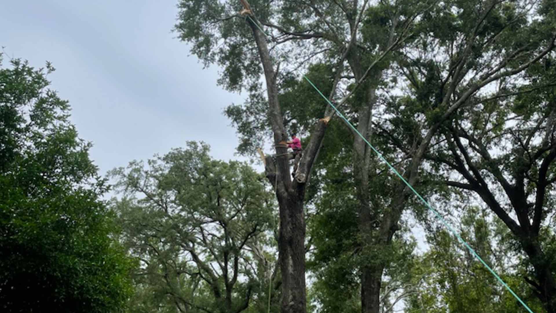 man in tall tree removing top branches milton fl
