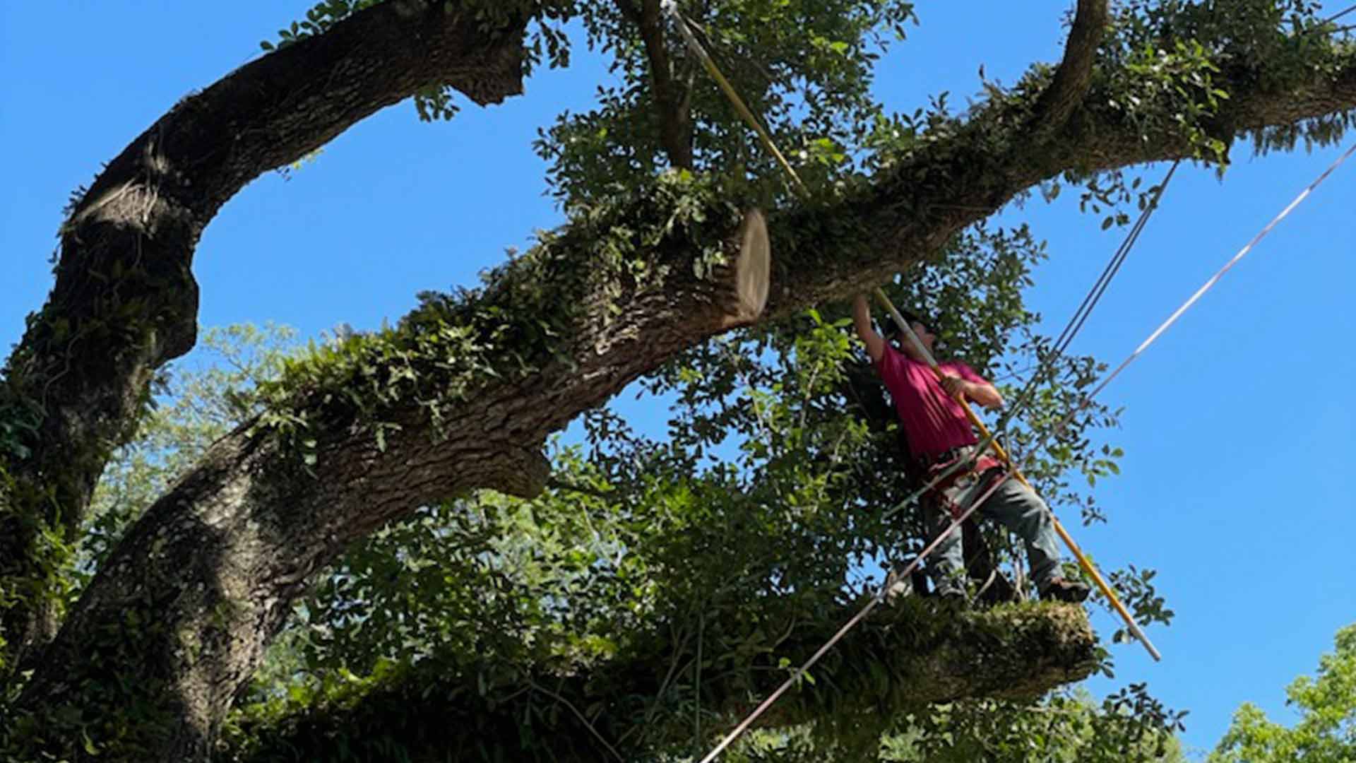 man wearing harness trimming tree milton fl