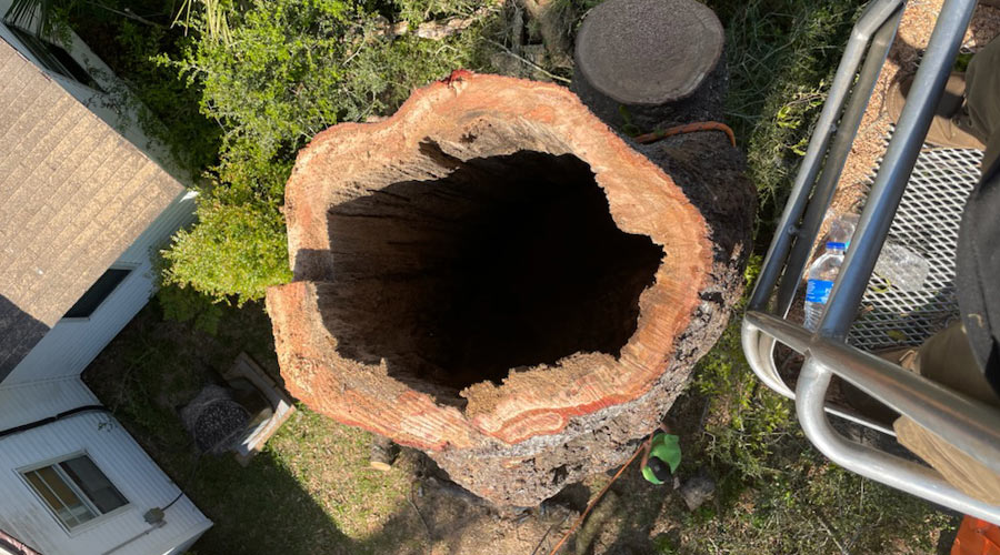 view from above of tree with hole in the middle milton fl