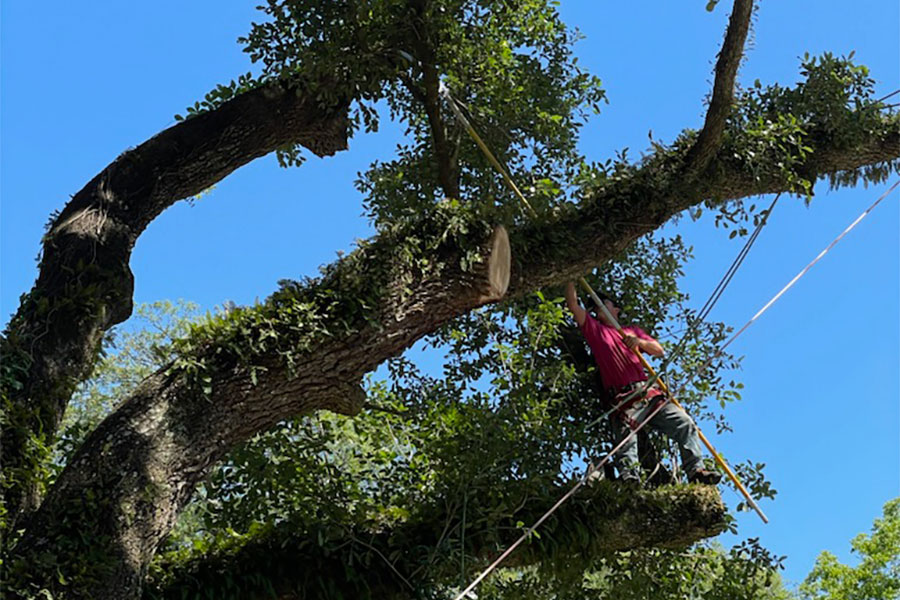 worker trimming tree leaves milton fl